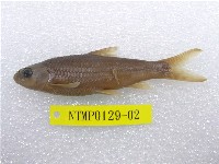 藏品(臺灣鏟頜魚)的圖片